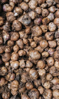 Sarımsak kafa, karanfil. Taze kazılmış sarımsak. Bahçeden lezzetli ve sağlıklı yiyecekler. Toprak taneleriyle olgunlaşmış sarımsak.