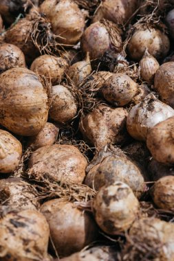 Sarımsak kafa, karanfil. Taze kazılmış sarımsak. Bahçeden lezzetli ve sağlıklı yiyecekler. Toprak taneleriyle olgunlaşmış sarımsak.