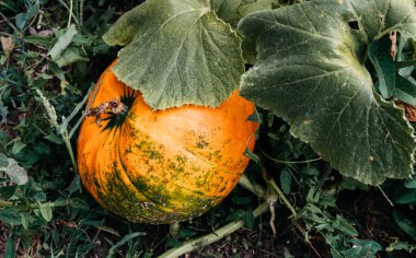 Bahçede büyük bir portakal kabağı yetişiyor. Balkabağı yetiştirmek için çiftlik. Cadılar Bayramı için lezzetli ve sağlıklı bir sonbahar sebzesi. Balkabağı tarlasında büyüyen büyük balkabağı