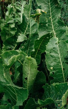 Büyük bir yaban turpu. Bahçede yeşil yaban turpu yaprakları yetişiyor..