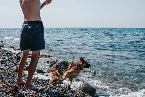 Ένα Γερμανικό Τσοπανόσκυλο Παίζει Τον Ιδιοκτήτη Του Στην Παραλία Του — Φωτογραφία Αρχείου