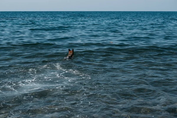 Ένας Μαύρος Και Κόκκινος Γερμανικός Βοσκός Κολυμπάει Στη Θάλασσα Και — Φωτογραφία Αρχείου