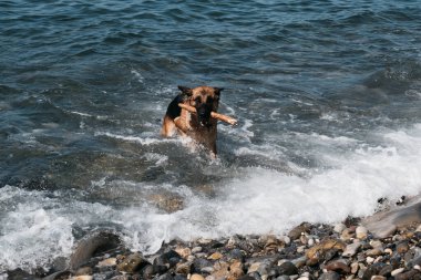 Bir kırmızı ve siyah Alman çoban köpeği denizde yüzüyor ve bir sopayla oynuyor. Köpek temiz bir gölette banyo yapar ve bir dal getirir..
