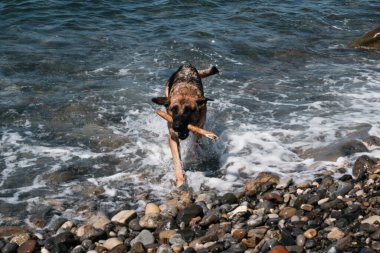 Bir kırmızı ve siyah Alman çoban köpeği denizde yüzüyor ve bir sopayla oynuyor. Köpek temiz bir gölette banyo yapar ve bir dal getirir..