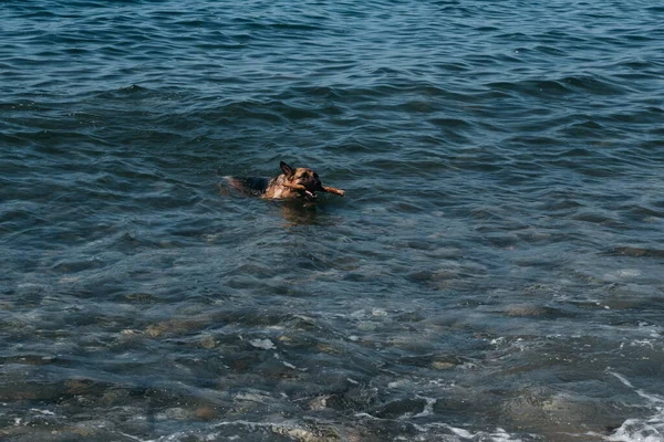 赤と黒のドイツの羊飼いは海で泳いでいて 棒で遊んでいます 澄んだ池の犬風呂と枝をもたらします — ストック写真