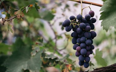 Yanında sarmaşık ve mesaj için bolca yer var. Olgun kırmızı üzümler üzüm bağındaki yeşil bir sarmaşıkta sallanıyor. Siyah kızlık üzümleri, büyük demet. Lezzetli ve sağlıklı meyveler, taze sonbahar hasadı..