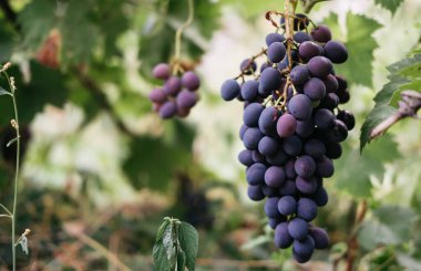 Yanında sarmaşık ve mesaj için bolca yer var. Olgun kırmızı üzümler üzüm bağındaki yeşil bir sarmaşıkta sallanıyor. Siyah kızlık üzümleri, büyük demet. Lezzetli ve sağlıklı meyveler, taze sonbahar hasadı..