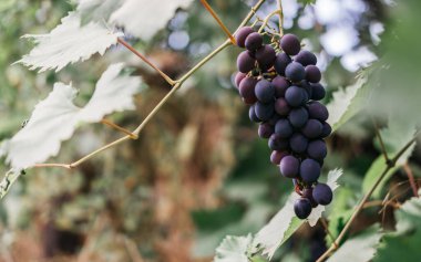 Yanında sarmaşık ve mesaj için bolca yer var. Olgun kırmızı üzümler üzüm bağındaki yeşil bir sarmaşıkta sallanıyor. Siyah kızlık üzümleri, büyük demet. Lezzetli ve sağlıklı meyveler, taze sonbahar hasadı..