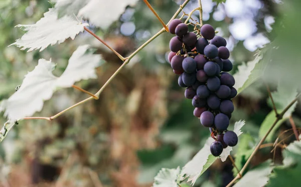 Yanında sarmaşık ve mesaj için bolca yer var. Olgun kırmızı üzümler üzüm bağındaki yeşil bir sarmaşıkta sallanıyor. Siyah kızlık üzümleri, büyük demet. Lezzetli ve sağlıklı meyveler, taze sonbahar hasadı..