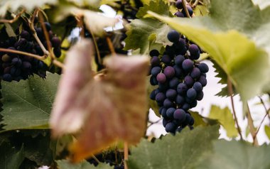 Olgun kırmızı üzümler üzüm bağındaki yeşil bir sarmaşıkta sallanıyor. Siyah kızlık üzümleri, büyük demet. Lezzetli ve sağlıklı meyveler, taze sonbahar hasadı..