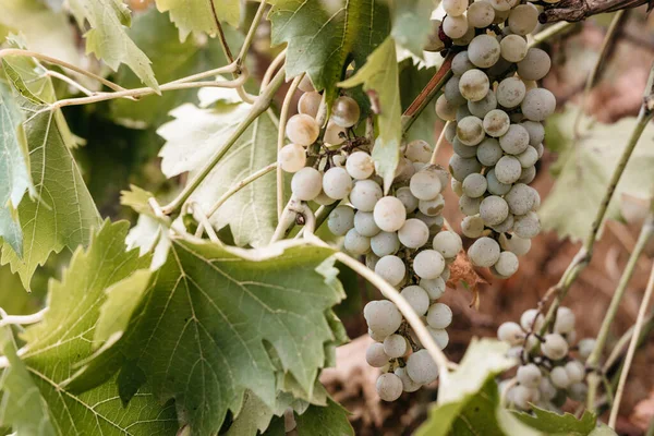 Bando Uvas Brancas Maduras Pendura Numa Videira Verde Uvas Amarelas — Fotografia de Stock