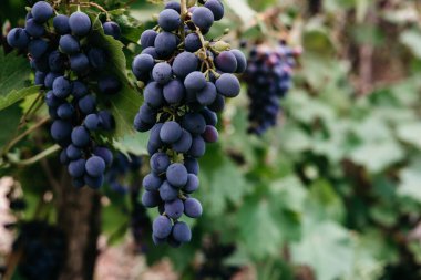 Olgun kırmızı üzümler üzüm bağındaki yeşil bir sarmaşıkta sallanıyor. Siyah kızlık üzümleri, büyük demet. Lezzetli ve sağlıklı meyveler, taze sonbahar hasadı..