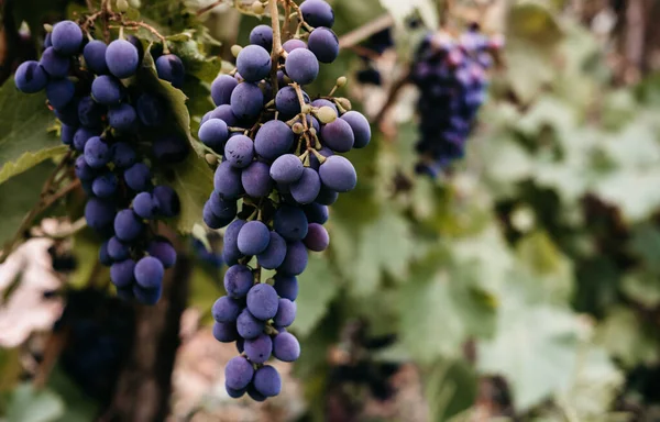 Ripe Red Grapes Hang Cluster Green Vine Vineyard Black Maiden — Stock Photo, Image