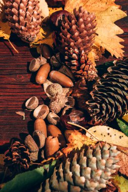 Kahverengi ahşap masada bir sürü sarı yaprak, meşe palamudu ve yakınlardaki çam kozalakları. Sonbahar atmosferi, farklı sarı ve turuncu yapraklar, meşeden düşmüş kozalaklar ve palamutlar..