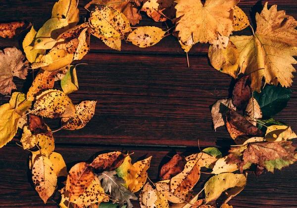 Gelbe Herbstblätter Herbststimmung Herbarium Orangefarbene Und Gelbe Blätter Liegen Auf — Stockfoto