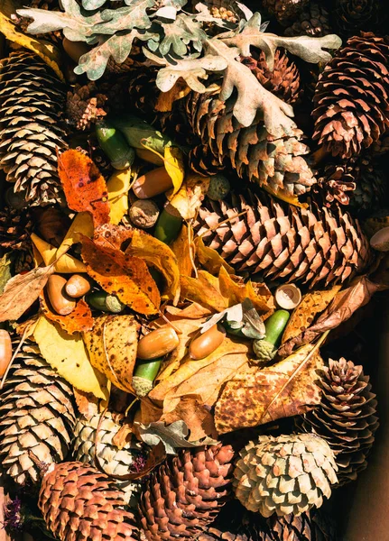 Many different cones, acorns from oak and leaves, top view. Inventory for fall crafts and fall foliage.