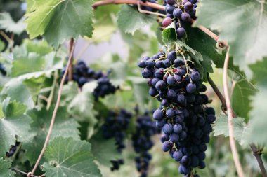 Vine on the side and plenty of space for text. Ripe red grapes hang in a cluster on a green vine in the vineyard. Black maiden grapes, large bunch. Delicious and healthy fruits, fresh autumn harvest. clipart