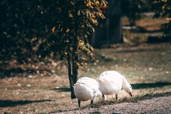Two White Village Geese Graze Green Meadow Village Life Its — Stock Photo, Image