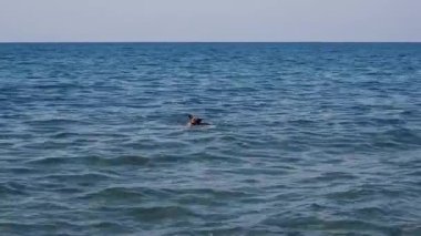 Bir kırmızı ve siyah Alman çoban köpeği denizde yüzüyor ve bir sopayla oynuyor. Köpek temiz bir gölette banyo yapar ve bir dal getirir..