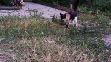 Üç renkli güzel bir kaplumbağa kedi küçük bir fare yakaladı ve onu yiyor. Kedi fare avcısı doğada bir farenin peşinden koşar..