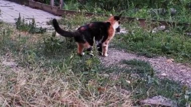 Üç renkli güzel bir kaplumbağa kedi küçük bir fare yakaladı ve onu yiyor. Kedi fare avcısı doğada bir farenin peşinden koşar..