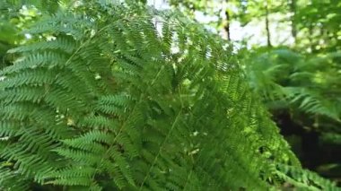 Dar bir orman yolunda uzun eğrelti otlarının arasında yürümek. Sıcak, sık yaz ormanı, doğa yürüyüşü..