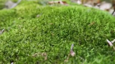 Yeşil yosun ormanda yetişir. Yumuşak yeşil yosun yakın plan, odaklanma ve hareket.
