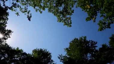 Yaprak döken ağaçların tacı, ormandaki ağaçların tepeleri arasında mavi gökyüzü ve parlak güneşin ışınları. Yeşil yaprak döken ağaçlar rüzgarın rüzgarından farklı yönlerde sallanırlar..