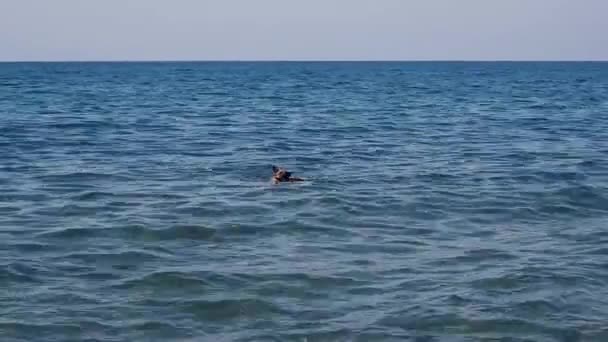Ein Rot Schwarzer Schäferhund Schwimmt Meer Und Spielt Mit Einem — Stockvideo
