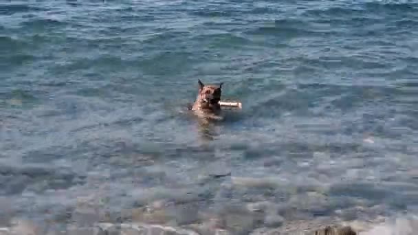 一个红黑相间的德国牧羊人正在海里游泳 还在玩木棍 狗在清澈的池塘里洗澡 还带着树枝 — 图库视频影像