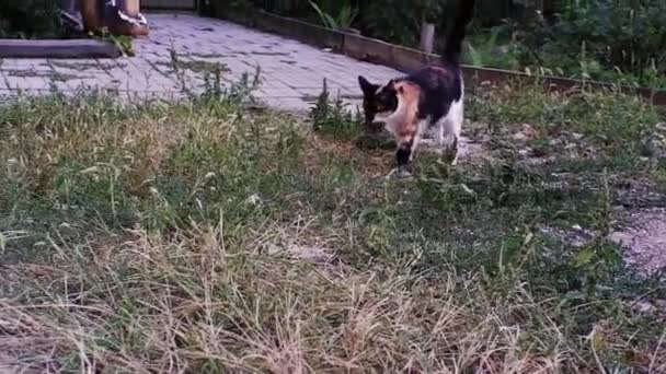 Renkli Güzel Bir Kaplumbağa Kedi Küçük Bir Fare Yakaladı Onu — Stok video