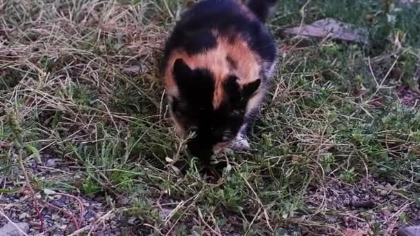 Renkli Güzel Bir Kaplumbağa Kedi Küçük Bir Fare Yakaladı Onu — Stok video