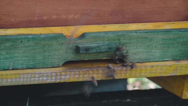 Colmeia Madeira Amarelo Verde Seus Habitantes Close Grupo Abelhas Voa — Vídeo de Stock