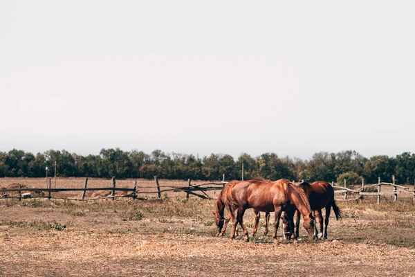 Een Kudde Bruine Paarden Grazen Een Paddock Het Dorp Een — Stockfoto