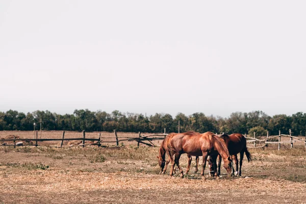 Una Manada Caballos Marrones Pastan Potrero Pueblo Una Familia Hermosos — Foto de Stock