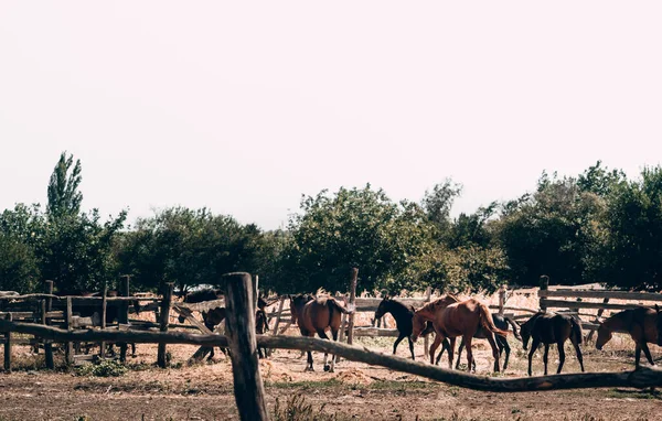 A herd of beautiful horses walks in the village in a paddock and eats hay and straw. Small brown foals and big red horses and mares.