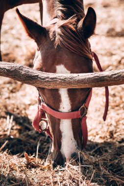 At çiftliği. Gözlerinin arasında beyaz bir şerit olan güzel kahverengi bir atın portresi. Safkan Karabasan saman yer, akıllı ve sadık gözler..