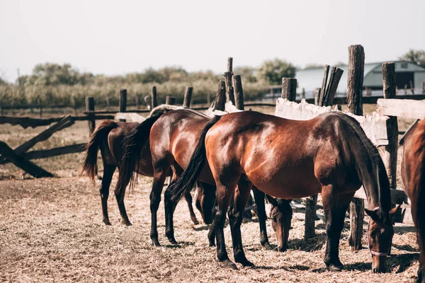 Красиві Коричневі Темні Коні Їдять Сіно Стоїть Майданчику Розумні Тварини — стокове фото