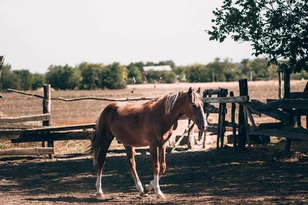 Belo Cavalo Castanho Puro Sangue Fica Atrás Uma Cerca Madeira — Fotografia de Stock