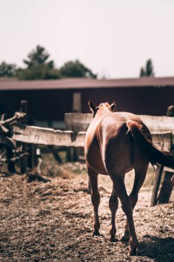 A brown horse with a dark mane and tail. A brown horse walks on a table at a horse farm. View of the horse from behind from the ass.