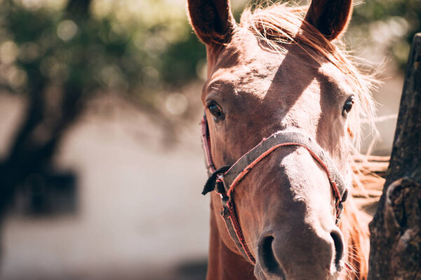 Horse farm, the stately thoroughbred stallion. Portrait of a beautiful brown horse close-up.