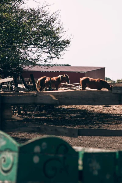 馬の農場。2頭の馬が干し草と藁を食べる。2本の美しい茶色の屋台と前景の緑の木製の馬車. — ストック写真