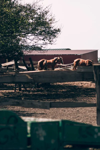 Hästgård. Två hästar äter hö och halm. Två vackra bruna hingstar i stall och en grön trävagn i förgrunden. — Stockfoto