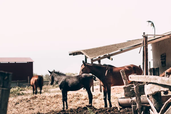 На стільниці зберігач коней. Рідкісні червоні коні. Коричнева мати Маре і маленький чорний жеребець стоять у стоянці на кінній фермі . — стокове фото