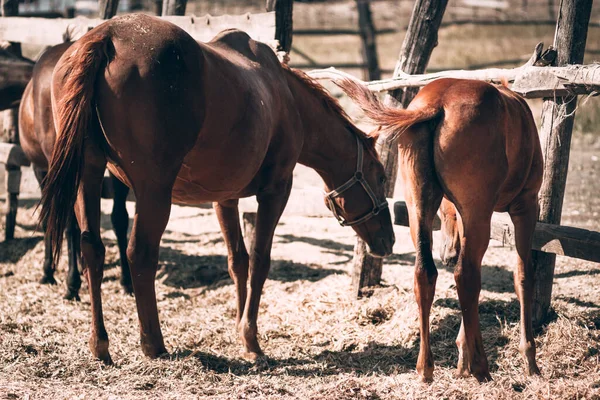 Farma koni. Dwa piękne konie czystej krwi brązowe stoją za drewnianym ogrodzeniem na padoku i jedzą suche siano, widok z tyłu. Brązowa matka Mare i czerwony ogier. — Zdjęcie stockowe