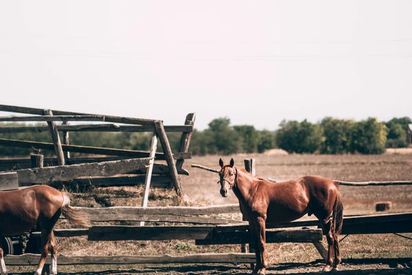 Розумний чистокровний жеребець стоїть за парканом на кінній фермі в селі. Двоє красивих червоних коней стоять на майданчику в природі . — стокове фото