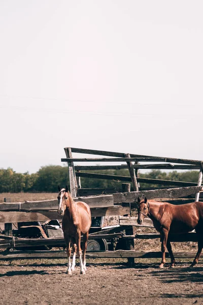 Egy okos telivér csődör áll egy kerítés mögött egy lovas farmon a faluban. Két gyönyörű piros ló áll a karámban a természetben. — Stock Fotó