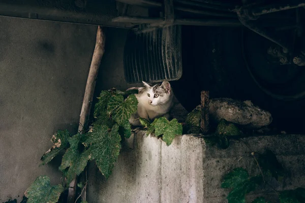 Gato Callejero Blanco Con Manchas Grises Escondió Debajo Del Coche —  Fotos de Stock