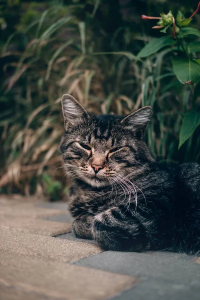 Straßengrau Gestreifte Katze Liegt Auf Dem Gehweg Vor Einem Grünen — Stockfoto