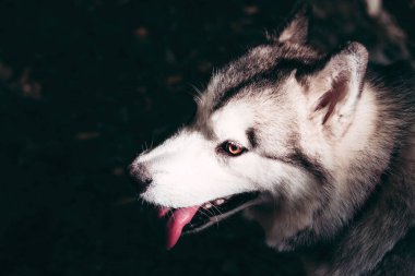Çekici, gri-beyaz bir Alaska Malamute portresi. Güzel, büyük, dost canlısı kızak köpek cinsi. Güzel kahverengi gözlü dişi bir Malamute..